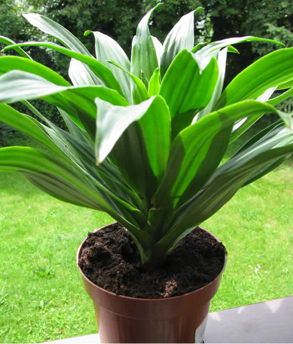 Compact Dragon tree